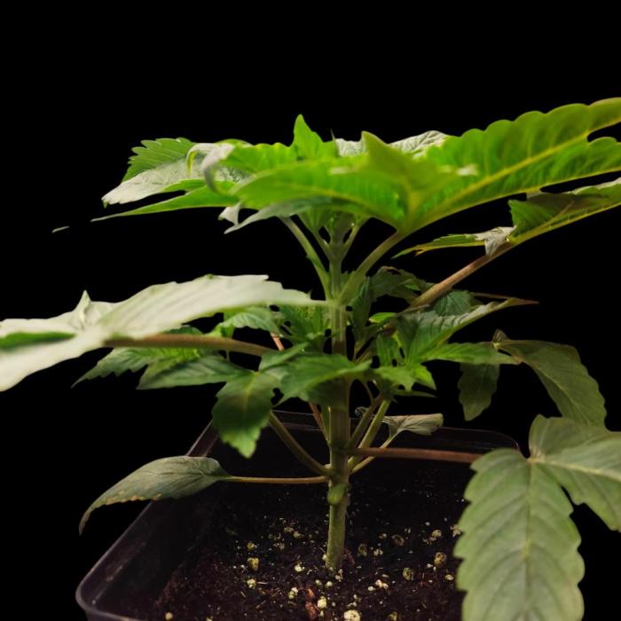 Sensi Star "Dont Panic Its Organic". Week 3