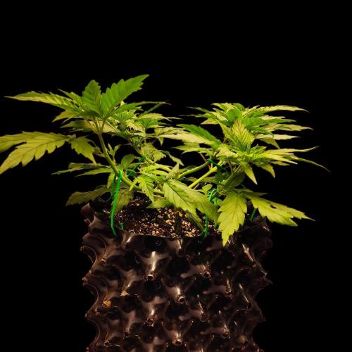 Jack Herer #1#2#3#4!. Week 4