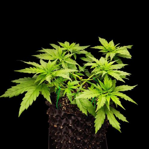 Jack Herer #1#2#3#4!. Week 4