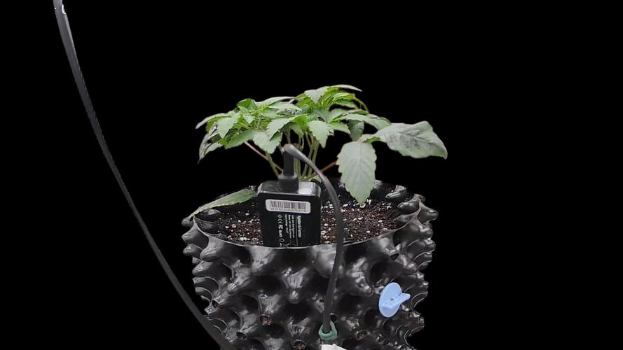 Sensi Star "Dont Panic Its Organic". Week 4 - 14.03