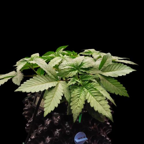 Sensi Star "Dont Panic Its Organic". Week 4 - 19.03