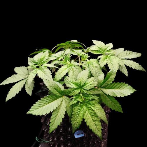 Sensi Star "Dont Panic Its Organic". Week 4 - 19.03