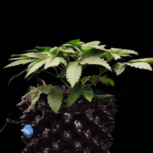 Sensi Star "Dont Panic Its Organic". Week 4 - 19.03