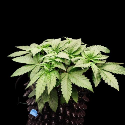 Sensi Star. Week 4