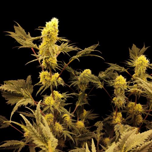 Mentha de Croco Bx1 F2. Week 11