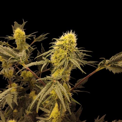 Mentha de Croco Bx1 F2. Week 11