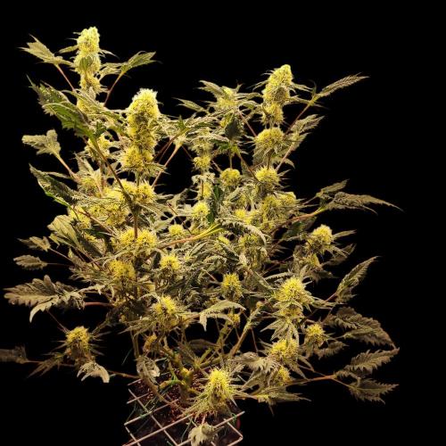 Mentha de Croco Bx1 F2. Week 11