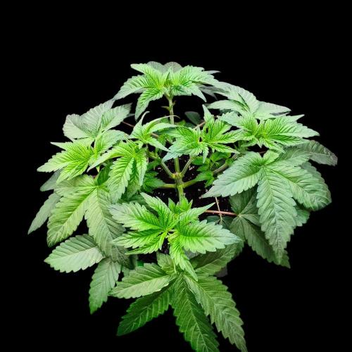 Sensi Star "Dont Panic Its Organic". Week 5