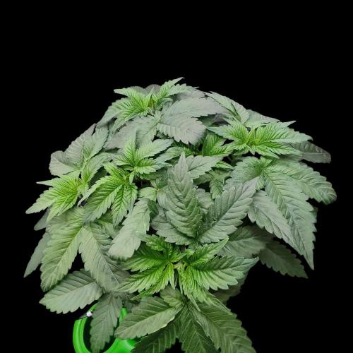 Sensi Star. Week 5