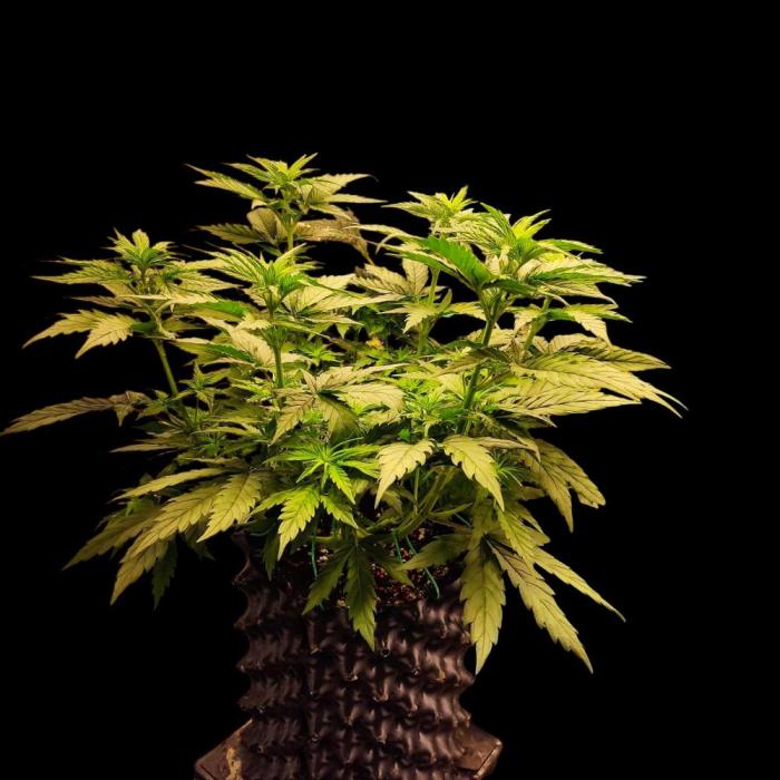 Jack Herer #1#2#3#4!. Week 5
