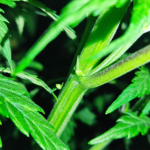 Jack Herer #1#2#3#4!. Week 6