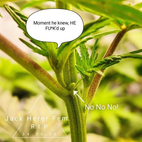 Jack Herer Fem. Week 6