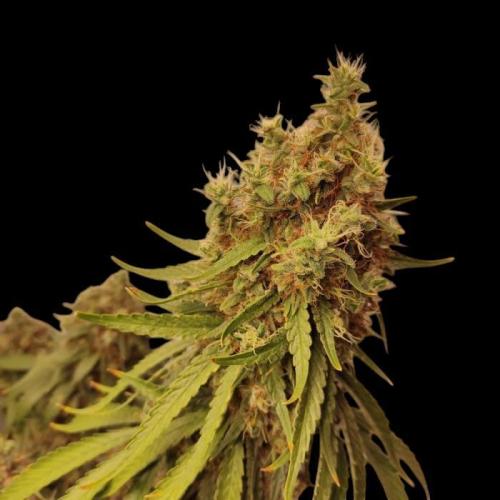 FC 1500-EVO 150W Samsung LED. Week 11