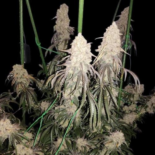 Rainbow Sherbet . Week 13