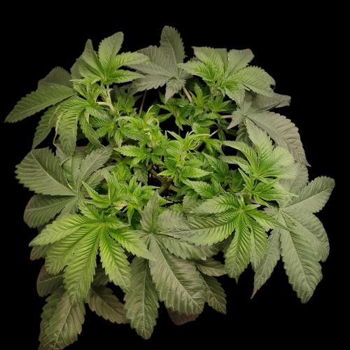 Sensi Star "Dont Panic Its Organic". Week 6