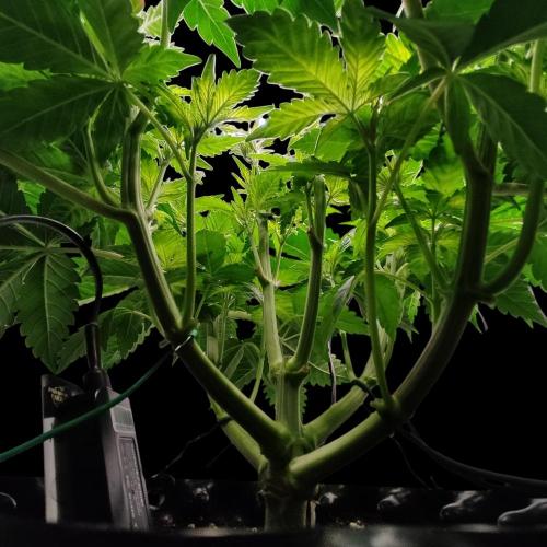 Sensi Star "Dont Panic Its Organic". Week 6