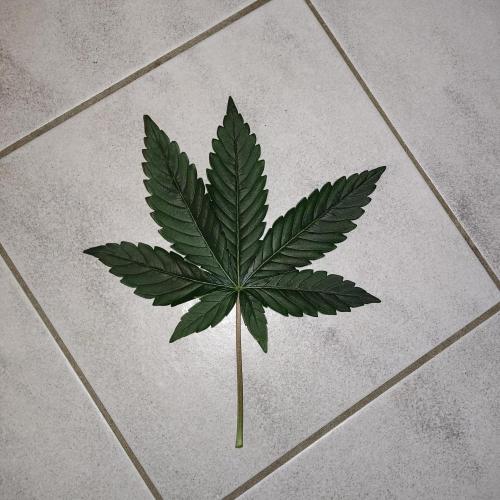 Sensi Star. Week 6