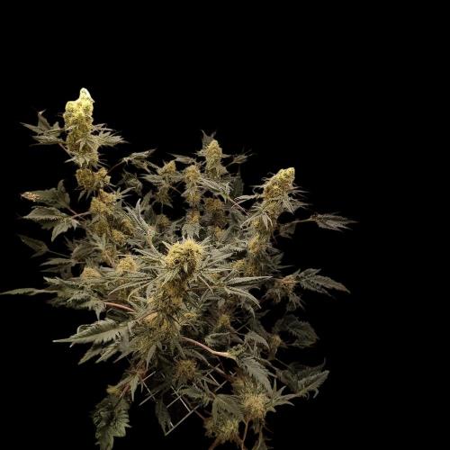 Mentha de Croco Bx1 F2. Week 12