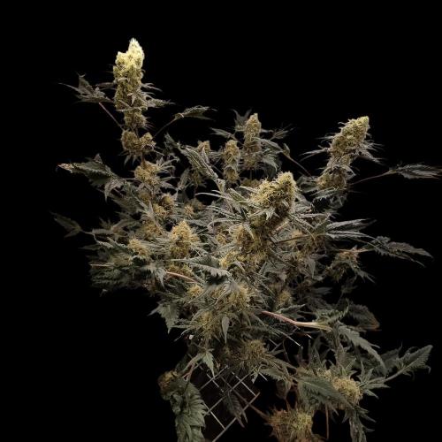 Mentha de Croco Bx1 F2. Week 12