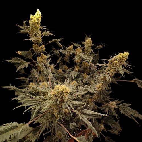 Mentha de Croco Bx1 F2. Week 12