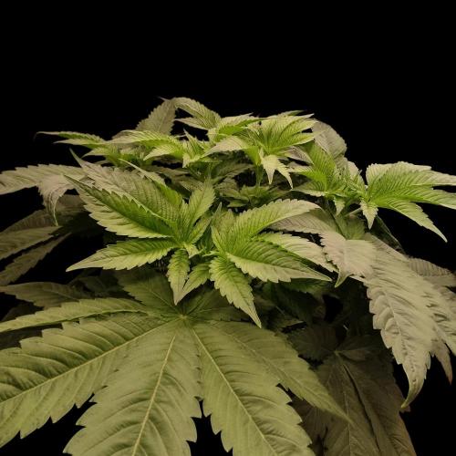 Sensi Star "Dont Panic Its Organic". Week 6 - 2.4