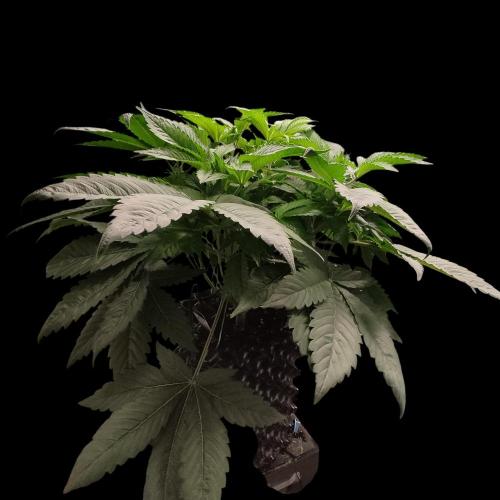 Sensi Star "Dont Panic Its Organic". Week 6 - 2.4