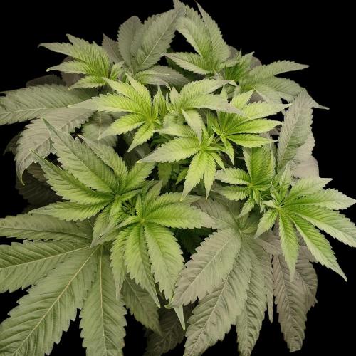 Sensi Star. Week 6