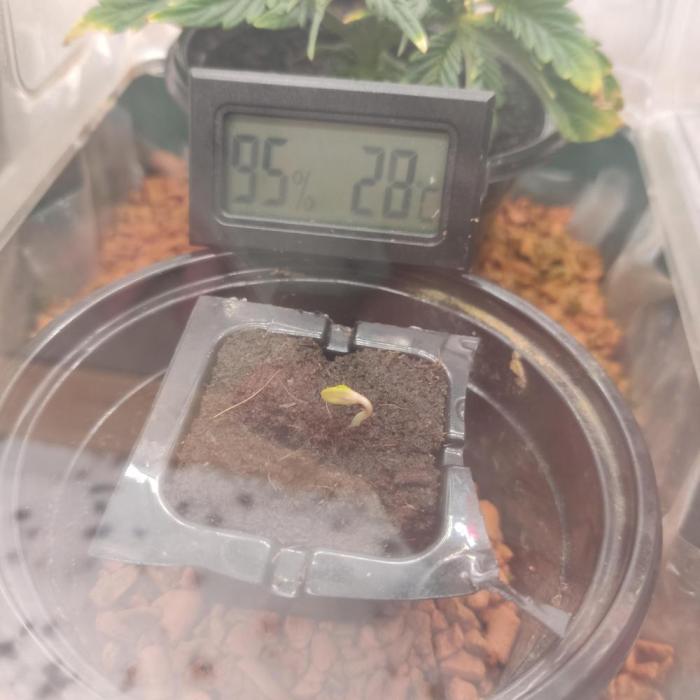 Ghost Train Haze #2. Week 0