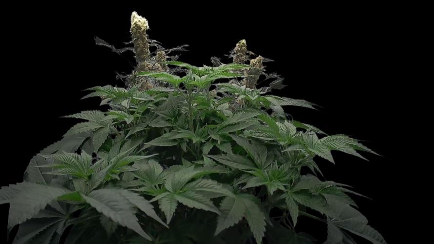 Sensi Star "Dont Panic Its Organic". Week 7 - 04.04