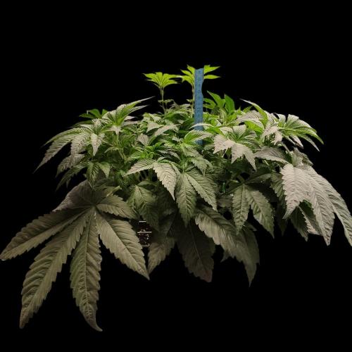 Sensi Star "Dont Panic Its Organic". Week 7 - 04.04