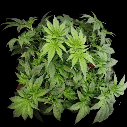 Sensi Star "Dont Panic Its Organic". Week 7 - 04.04