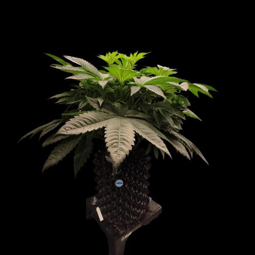 Sensi Star "Dont Panic Its Organic". Week 7 - 04.04