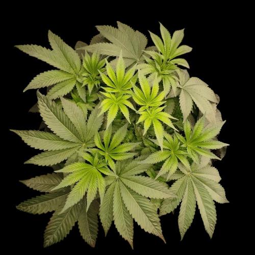 Sensi Star. Week 7