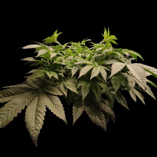 Sensi Star "Dont Panic Its Organic". Week 7 - 06.04 LST Entlaubung 