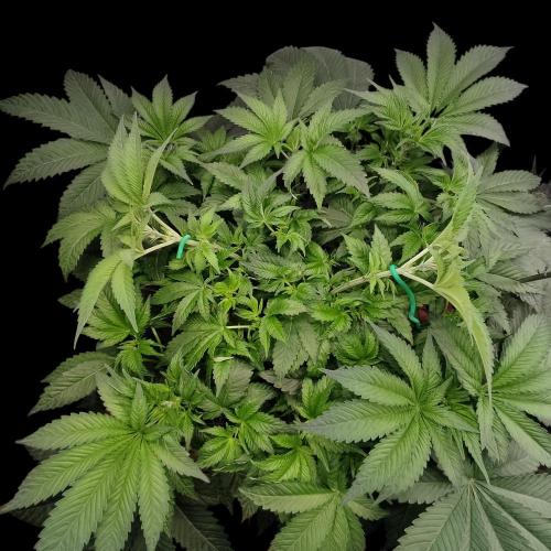 Sensi Star "Dont Panic Its Organic". Week 7 - 06.04 nach LST und Minimal Blätter raus.