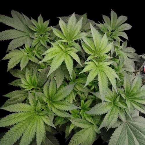 Sensi Star. Week 7
