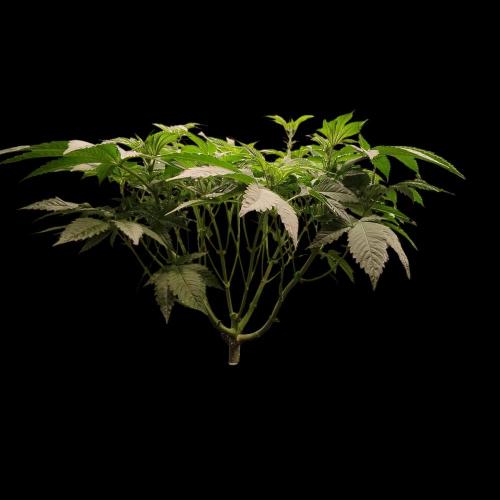 Sensi Star "Dont Panic Its Organic". Week 7 - 08.04