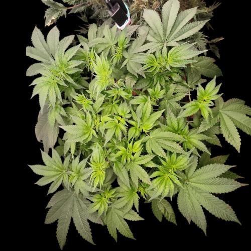 Sensi Star "Dont Panic Its Organic". Week 7 - 08.04