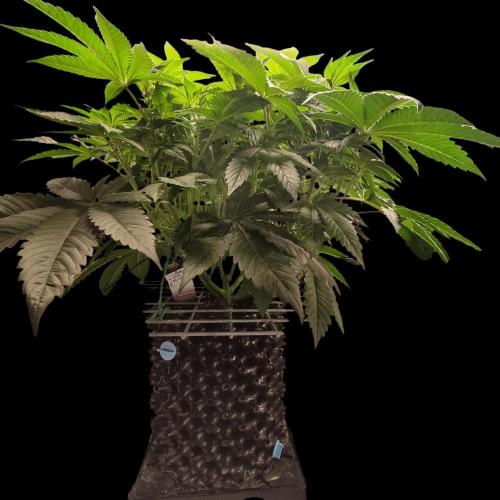 Sensi Star "Dont Panic Its Organic". Week 7 - 08.04