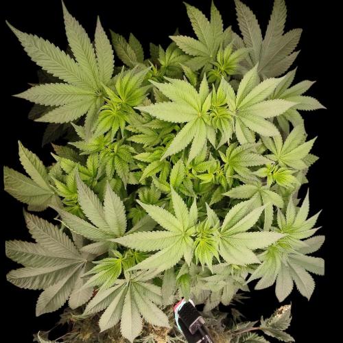 Sensi Star. Week 7