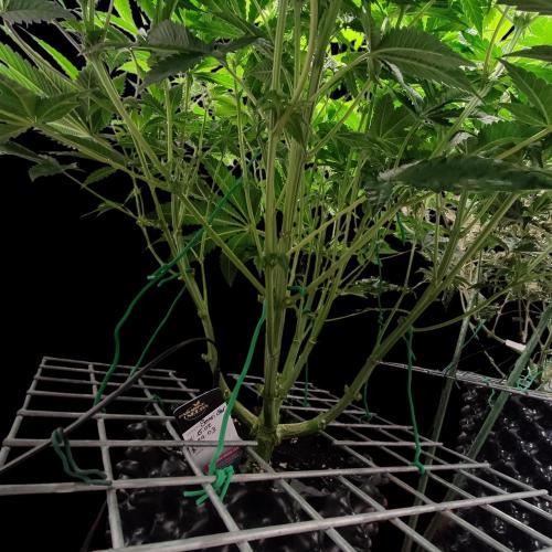 Sensi Star "Dont Panic Its Organic". Week 8