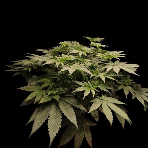 Sensi Star "Dont Panic Its Organic". Week 8