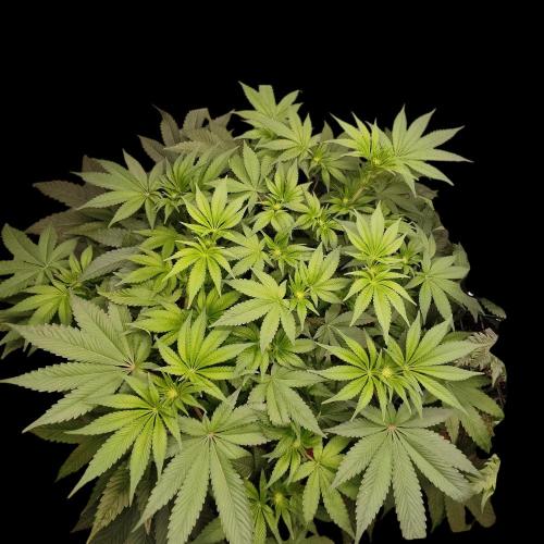 Sensi Star. Week 8