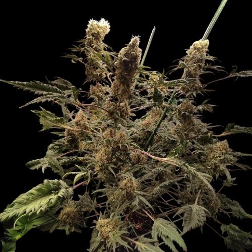 Mentha de Croco Bx1 F2. Week 13