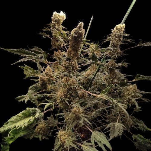 Mentha de Croco Bx1 F2. Week 13