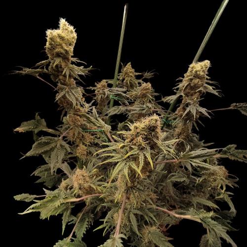 Mentha de Croco Bx1 F2. Week 13