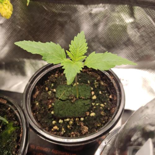 Ghost Train Haze #2. Week 2
