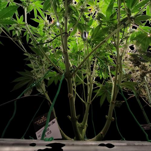 Sensi Star "Dont Panic Its Organic". Week 9