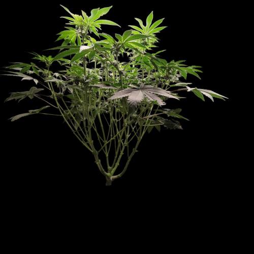 Sensi Star "Dont Panic Its Organic". Week 9
