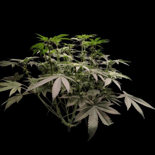 Sensi Star "Dont Panic Its Organic". Week 9